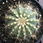 Parodia magnificaLeaf