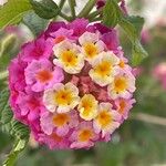 Lantana camara फूल