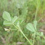 Medicago orbicularis পাতা