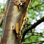 Acer griseum Rinde
