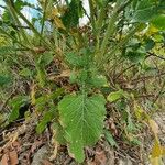 Rapistrum rugosum Leaf