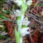 Goodyera repens Цветок