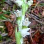 Goodyera repensFlor