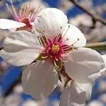 Prunus dulcis Flower