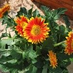 Gerbera leandrii 整株植物