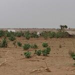 Calotropis procera Blatt