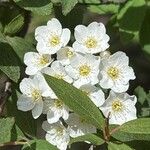 Spiraea cantoniensis Blüte