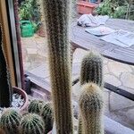 Pilosocereus tillianus Hábito