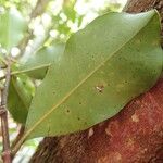 Syzygium arboreum Leaf