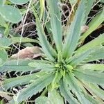 Plantago serraria Hoja