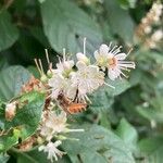 Clethra alnifoliaΛουλούδι