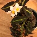 Begonia listada Flower