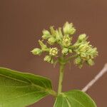 Strychnos spinosa Blüte