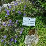 Campanula garganica Vekstform