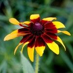 Rudbeckia hirta Cvet