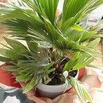 Livistona chinensis Folha