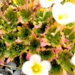 Saxifraga cespitosa 葉