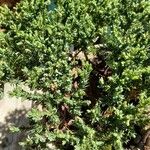 Juniperus procumbens ഇല