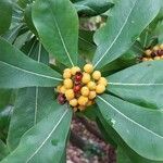 Pittosporum viridiflorum Плід