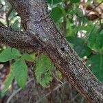 Mimosa candollei Bark