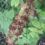 Aralia racemosa Fruit