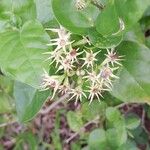 Jasminum sambac Floare