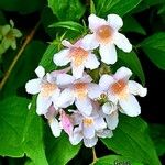 Kolkwitzia amabilis Virág