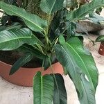 Philodendron davidsonii Folha