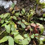 Elaphoglossum spatulatum Habit