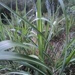 Miscanthus sinensisBlad