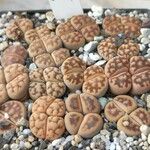 Lithops karasmontana Leaf