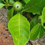 Atractocarpus fitzalanii Leaf