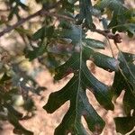Quercus lobata Hoja