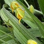 Hypoxis hirsuta Bloem