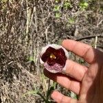 Fritillaria meleagris Кветка