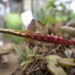 Bulbophyllum resupinatum Flor