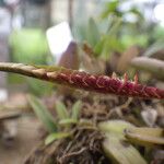 Bulbophyllum resupinatum Kwiat