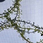 Elodea nuttallii Hoja
