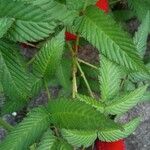 Rubus illecebrosus Fruit