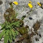 Hieracium cerinthoides Floare