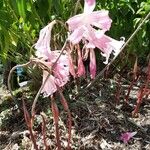 Amaryllis belladonna Кветка