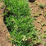 Helichrysum globosum Leaf