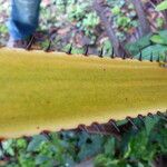 Livistona australis Likasa