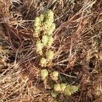 Meiosperma bracteatum Φρούτο