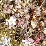 Sedum dasyphyllum 葉