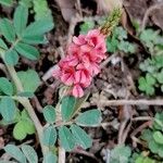 Indigofera spicata Flor