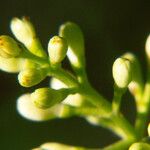 Ligustrum robustum Flower