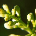 Ligustrum robustum Blüte