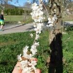Prunus cerasus Virág
