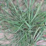 Eragrostis mexicana পাতা